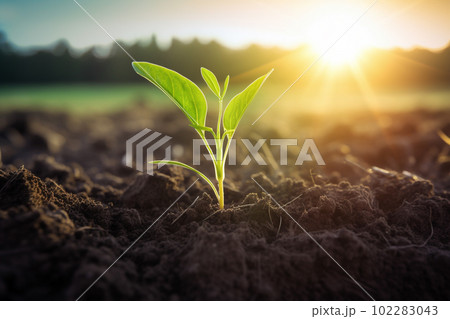 新芽 若木 朝日 希望 エコロジー 農業 新芽 若木 朝日 希望 エコロジー 農業 102283043