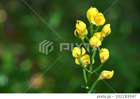 林床に黄色く咲くキンラン 102283047