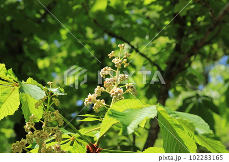 セイヨウトチノキの花 セイヨウトチノキの花 102283165