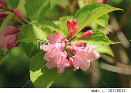 タニウツギの花 タニウツギの花 102283184