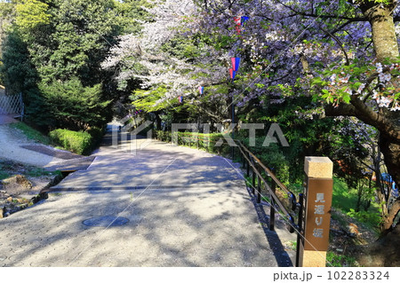 【香川県】桜咲く春の丸亀城(見返り坂) 【香川県】桜咲く春の丸亀城(見返り坂) 102283324