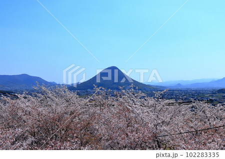 【香川県】丸亀城本丸から見た二の丸に咲く桜と飯野山(讃岐富士) 【香川県】丸亀城本丸から見た二の丸に咲く桜と飯野山(讃岐富士) 102283335