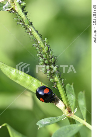 テントウムシ(ナミテントウ)とアブラムシ テントウムシ(ナミテントウ)とアブラムシ 102283339