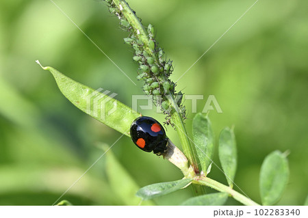 テントウムシ（ナミテントウ）とアブラムシ 102283340