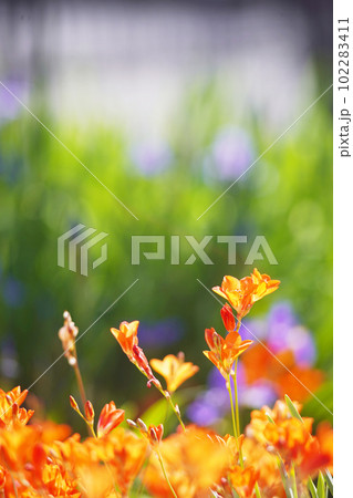 華やかなオレンジ色のフリージア　オールドレンズ 102283411