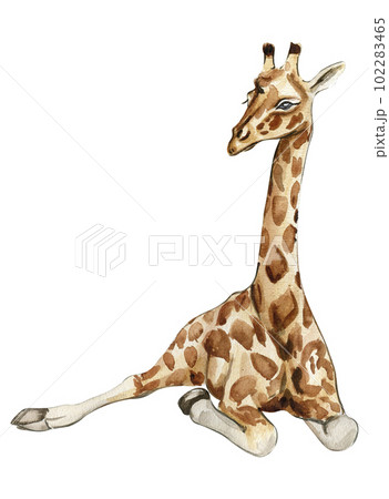 Watercolor giraffe illustration, Cartoon tropical animal , exotic summer jungle design.Hand drawn. Designf for baby shower party, birthday, cake, holiday celebration design, greetings card,invitation. 102283465