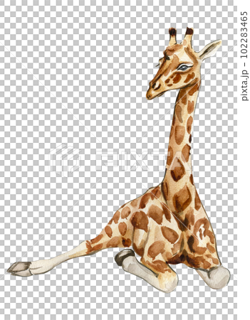 Watercolor giraffe illustration, Cartoon tropical animal , exotic summer jungle design.Hand drawn. Designf for baby shower party, birthday, cake, holiday celebration design, greetings card,invitation. 102283465