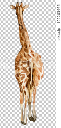 Watercolor giraffe illustration, Cartoon tropical animal , exotic summer jungle design.Hand drawn. Designf for baby shower party, birthday, cake, holiday celebration design, greetings card,invitation. 102283466