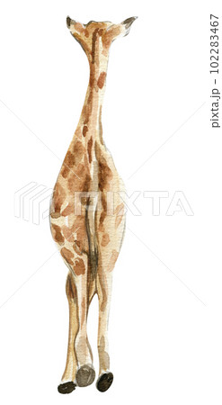 Watercolor giraffe illustration, Cartoon tropical animal , exotic summer jungle design.Hand drawn. Designf for baby shower party, birthday, cake, holiday celebration design, greetings card,invitation. 102283467