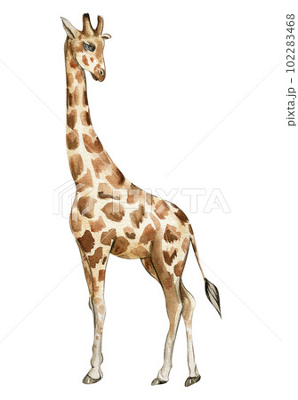 Watercolor giraffe illustration, Cartoon tropical animal , exotic summer jungle design.Hand drawn. Designf for baby shower party, birthday, cake, holiday celebration design, greetings card,invitation. 102283468