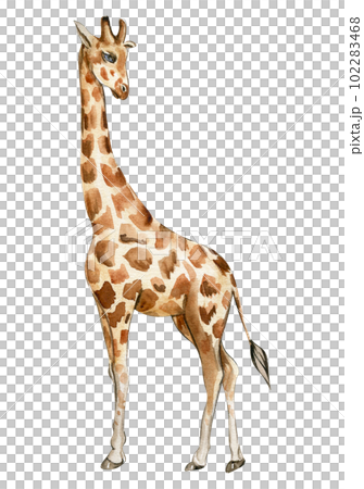 Watercolor giraffe illustration, Cartoon tropical animal , exotic summer jungle design.Hand drawn. Designf for baby shower party, birthday, cake, holiday celebration design, greetings card,invitation. 102283468