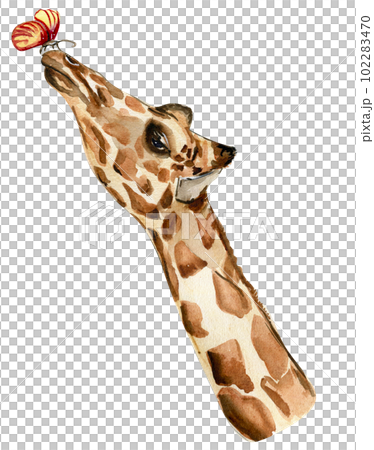 Watercolor giraffe illustration, Cartoon tropical animal , exotic summer jungle design.Hand drawn. Designf for baby shower party, birthday, cake, holiday celebration design, greetings card,invitation. 102283470