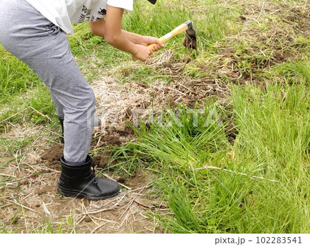 田づくりする子ども　〜make a rice field 102283541
