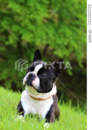 綺麗な新緑の前で芝生に伏せて可愛く見つめるボストンテリアのマイティ君♡ 綺麗な新緑の前で芝生に伏せて可愛く見つめるボストンテリアのマイティ君♡ 102283728