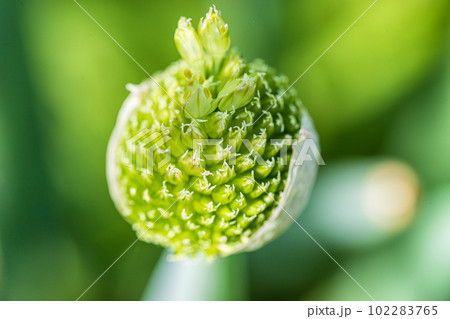 Onion seeds ripen on the stem. Macrophoto 102283765
