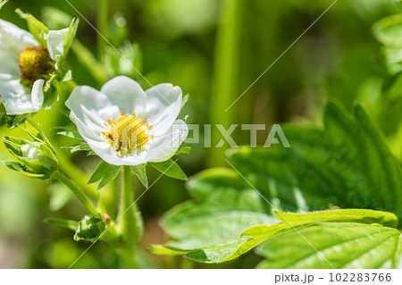 Ants collect pollen from small strawberry flowers 102283766