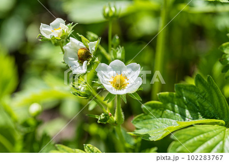 White strawberry flowers bloomed in the spring 102283767