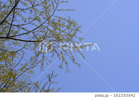 Dawn Redwood Dawn Redwood 102283842