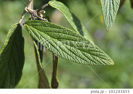 Wrinkled viburnum 102283855