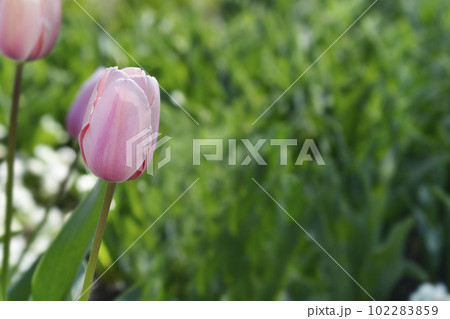 Tulip Salmon Impresion 102283859