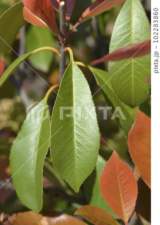 Photinia Red Robin 102283860