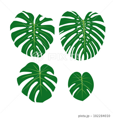 Monstera leaves set. Leaves from big to small. Flat vector illustration isolated on white. Monstera leaves set. Leaves from big to small. Flat vector illustration isolated on white. 102284010