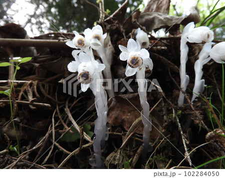 光合成をしない白い腐生植物「ギンリョウソウ」 102284050