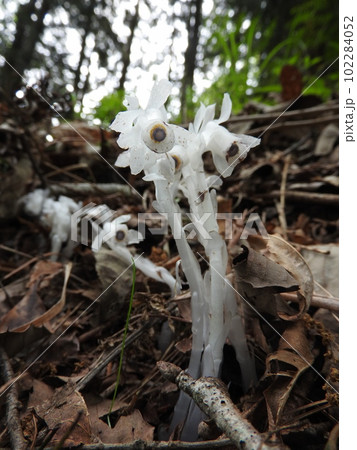光合成をしない白い腐生植物「ギンリョウソウ」 102284052