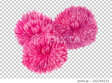 手描き水彩の食用菊もってのほかイラスト 102284233