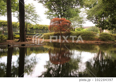 小平市の池のある親水公園 102284397