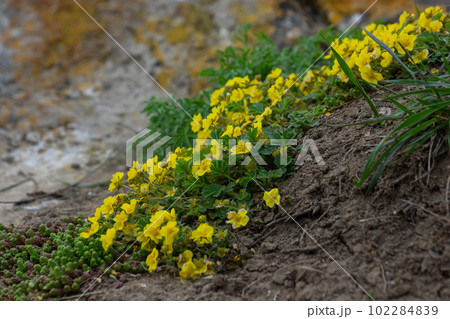 Potentilla neumanniana is a shrub with yellow flowers Potentilla neumanniana is a shrub with yellow flowers 102284839