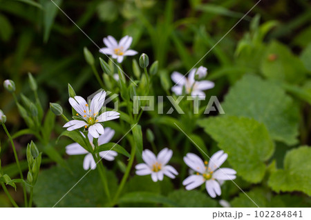 Stellaria holostea or greater stitchwort - is a perennial herbaceous flowering plant in the carnation family Caryophyllaceae. A traditional British spring flower 102284841