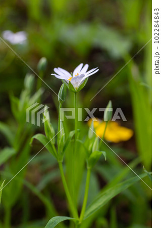 Stellaria holostea or greater stitchwort - is a perennial herbaceous flowering plant in the carnation family Caryophyllaceae. A traditional British spring flower Stellaria holostea or greater stitchwort - is a perennial herbaceous flowering plant in the carnation family Caryophyllaceae. A traditional British spring flower 102284843