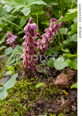 Lathraea squamaria plant is a parasite in the woods of Europe. Pink flowers of blooming common toothwort in the forest, parasitic plant growing on tree roots 102284844