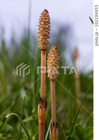 Selective focus. A spore-bearing shoot of the horsetail Equisetum arvense. Sporiferous spikelet of field horsetail in spring. Controversial cones of horsetail Selective focus. A spore-bearing shoot of the horsetail Equisetum arvense. Sporiferous spikelet of field horsetail in spring. Controversial cones of horsetail 102284855