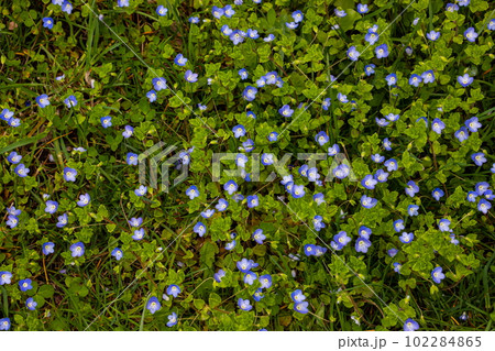 Summer background with blue flowers veronica chamaedrys. Blue flower bloom on green grass, spring background 102284865