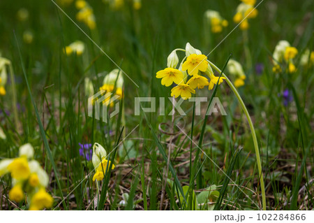 Yellow Primula veris cowslip, common cowslip, cowslip primrose on soft green background.Selective focus 102284866