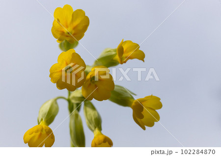Yellow Primula veris cowslip, common cowslip, cowslip primrose on soft green background.Selective focus 102284870