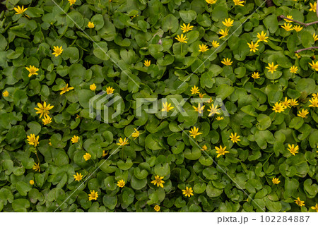 Ficaria verna, lesser celandine, pilewort or ranunculus ficaria yellow spring flowers close up. Spring background of flowers 102284887