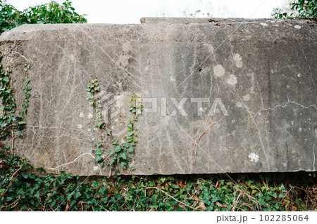 Hedera Green Trailing Ivy on cement background opposite weathered trailing ivy showing duality 102285064
