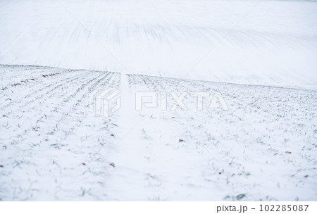 Landscape of wheat agricultural field covered with snow in winter season. Agriculture process with a crop cultures. 102285087