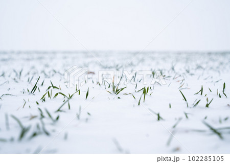 Close up green young sprouts of wheat, barley, rye under the layer of fresh snow in a spring. 102285105