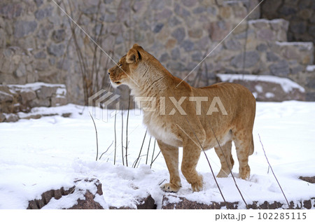 Lioness playing on snow in the outdoor municipal zoo aviary. Kyiv, Ukraine Lioness playing on snow in the outdoor municipal zoo aviary. Kyiv, Ukraine 102285115