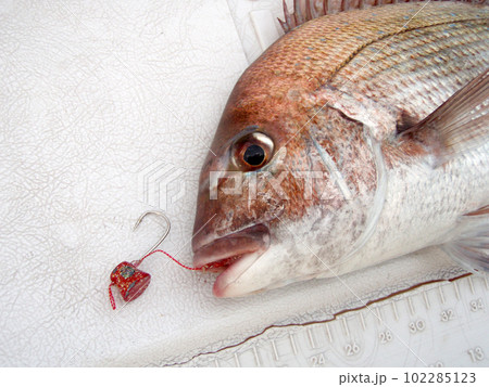 船釣り、ひとつテンヤで釣れたハリが掛かった状態のマダイの横顔 102285123