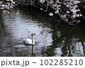桜の咲く春の小川をゆったり散歩するコブハクチョウ 102285210