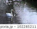 桜の咲く春の小川をゆったり散歩するコブハクチョウ 102285211