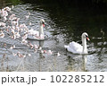桜の咲く春の小川をゆったり散歩する2羽のコブハクチョウ 102285212