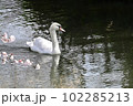 桜の咲く春の小川をゆったり散歩するコブハクチョウ 102285213