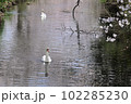 桜の咲く春の小川をゆったり散歩する2羽のコブハクチョウ 102285230