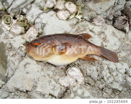 磯釣りで釣れたアカメフグの魚体（岩場を背景に撮影） 102285604